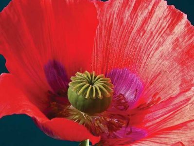 flowers in the poppy family.